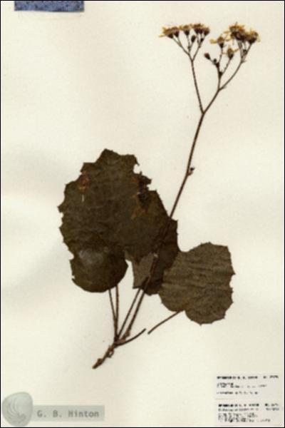 URN_catalog_HBHinton_herbarium_23795.jpg.jpg