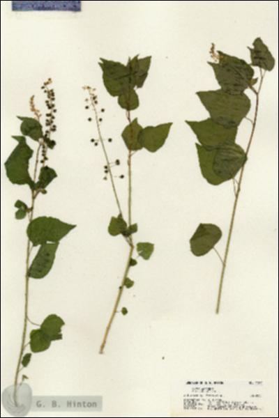 URN_catalog_HBHinton_herbarium_21214.jpg.jpg