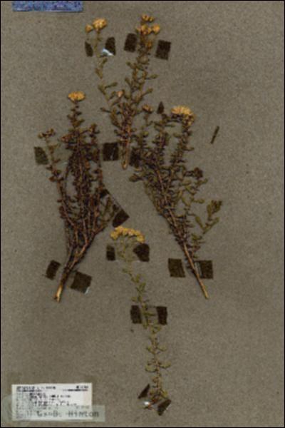 URN_catalog_HBHinton_herbarium_17846.jpg.jpg