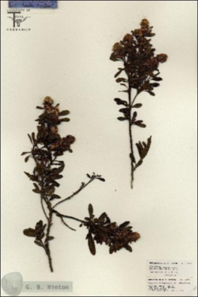 URN_catalog_HBHinton_herbarium_26571.jpg.jpg