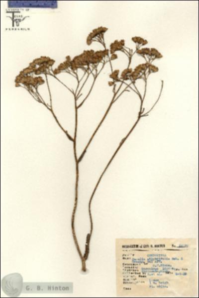 URN_catalog_HBHinton_herbarium_15078.jpg.jpg