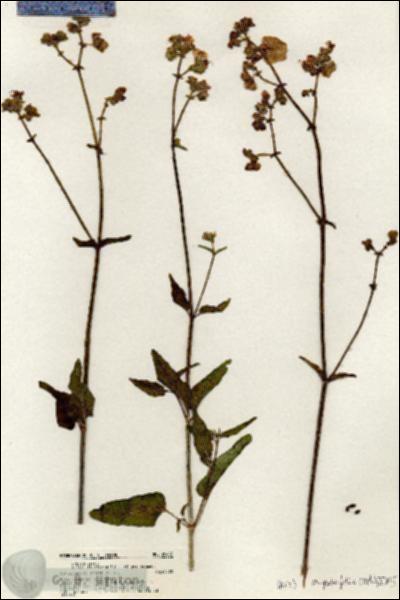 URN_catalog_HBHinton_herbarium_20487.jpg.jpg