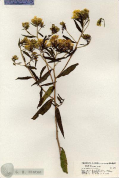 URN_catalog_HBHinton_herbarium_20878.jpg.jpg