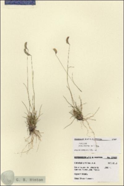 URN_catalog_HBHinton_herbarium_27887.jpg.jpg