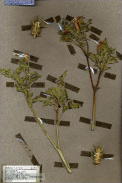 URN_catalog_HBHinton_herbarium_19537.jpg.jpg