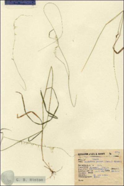URN_catalog_HBHinton_herbarium_2512.jpg.jpg