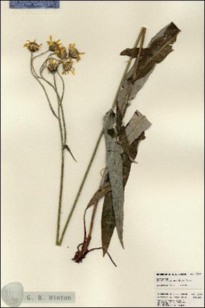 URN_catalog_HBHinton_herbarium_23313.jpg.jpg