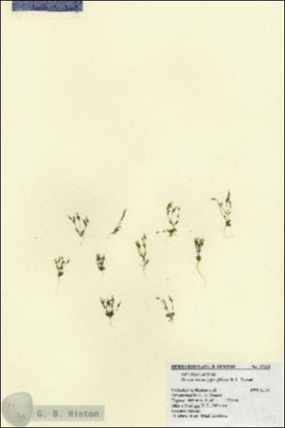 URN_catalog_HBHinton_herbarium_27333.jpg.jpg