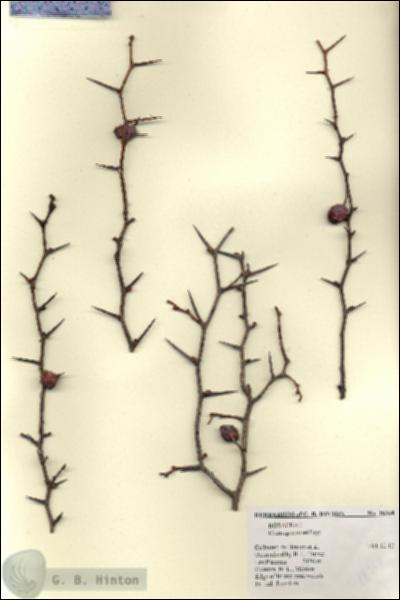 URN_catalog_HBHinton_herbarium_18368.jpg.jpg