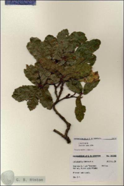 URN_catalog_HBHinton_herbarium_28208.jpg.jpg
