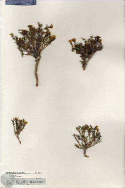 URN_catalog_HBHinton_herbarium_20606.jpg.jpg