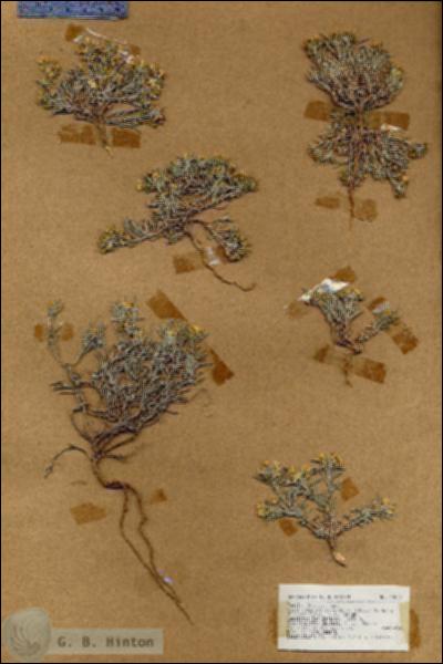 URN_catalog_HBHinton_herbarium_18833.jpg.jpg