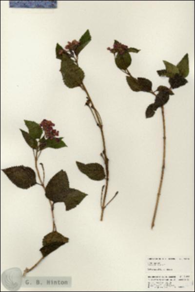 URN_catalog_HBHinton_herbarium_24628.jpg.jpg