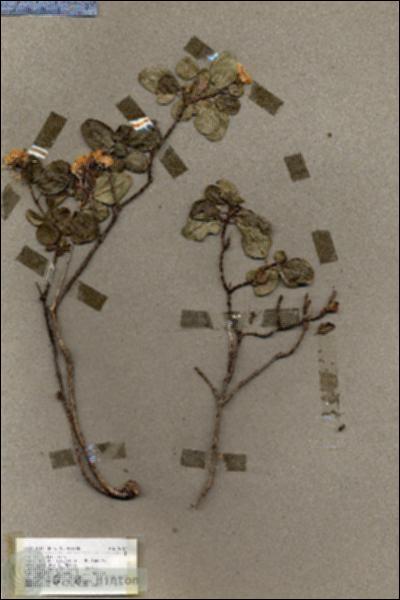 URN_catalog_HBHinton_herbarium_19267.jpg.jpg