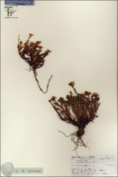 URN_catalog_HBHinton_herbarium_18310.jpg.jpg
