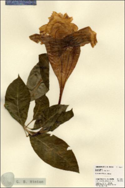 URN_catalog_HBHinton_herbarium_23247.jpg.jpg