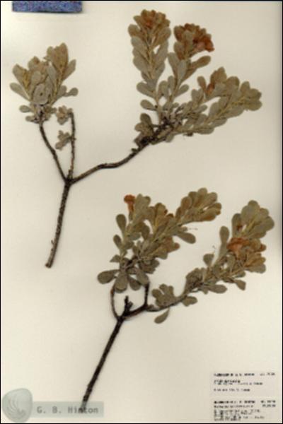 URN_catalog_HBHinton_herbarium_23128.jpg.jpg