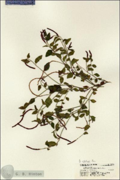 URN_catalog_HBHinton_herbarium_21236.jpg.jpg