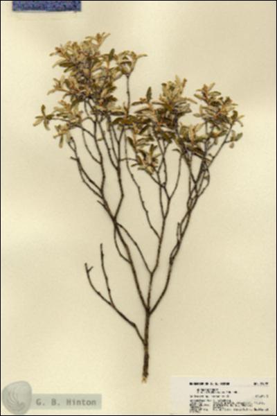 URN_catalog_HBHinton_herbarium_21999.jpg.jpg