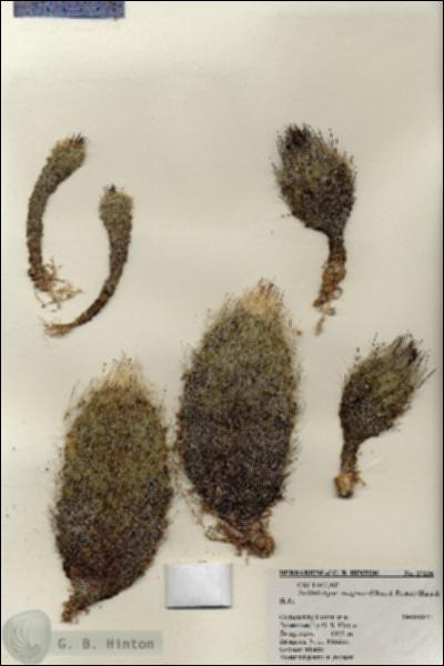 URN_catalog_HBHinton_herbarium_27226.jpg.jpg
