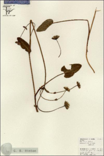 URN_catalog_HBHinton_herbarium_26072.jpg.jpg