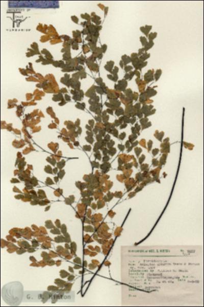 URN_catalog_HBHinton_herbarium_7317-1.jpg.jpg