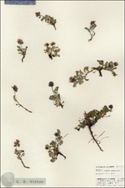 URN_catalog_HBHinton_herbarium_25335.jpg.jpg