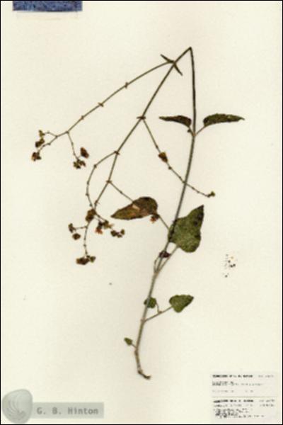 URN_catalog_HBHinton_herbarium_25678.jpg.jpg