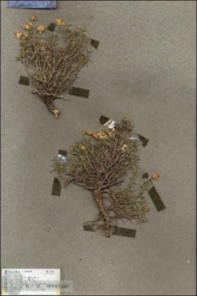 URN_catalog_HBHinton_herbarium_17907.jpg.jpg