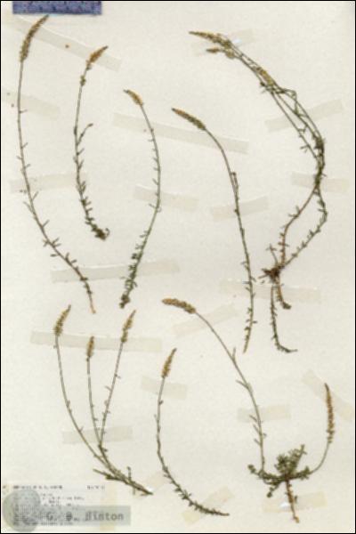 URN_catalog_HBHinton_herbarium_19253.jpg.jpg