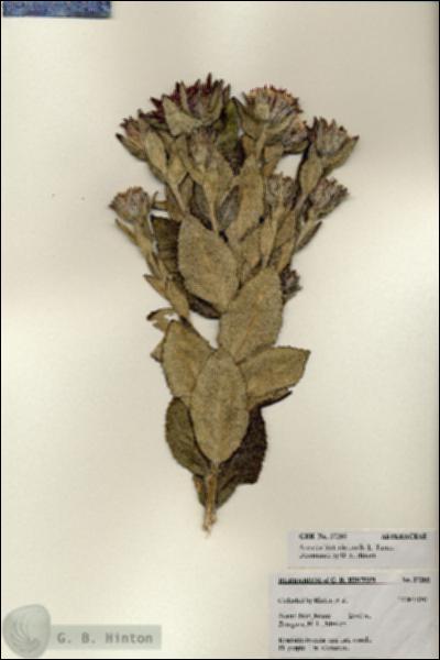 URN_catalog_HBHinton_herbarium_27285.jpg.jpg
