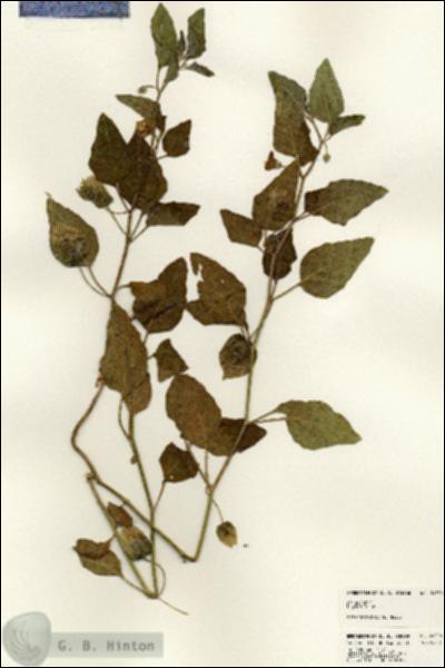URN_catalog_HBHinton_herbarium_24350.jpg.jpg