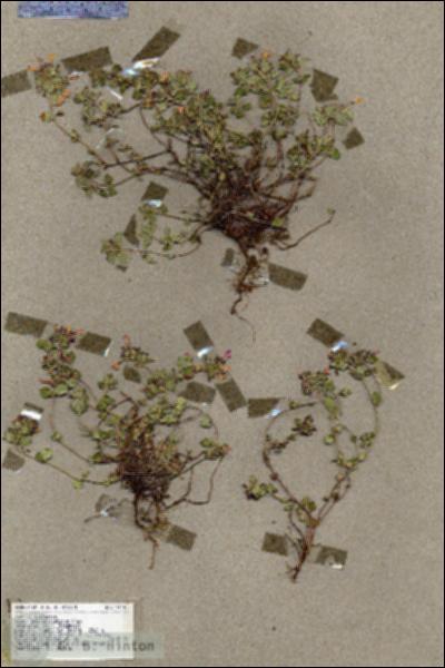 URN_catalog_HBHinton_herbarium_17348.jpg.jpg