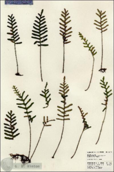 URN_catalog_HBHinton_herbarium_24449.jpg.jpg