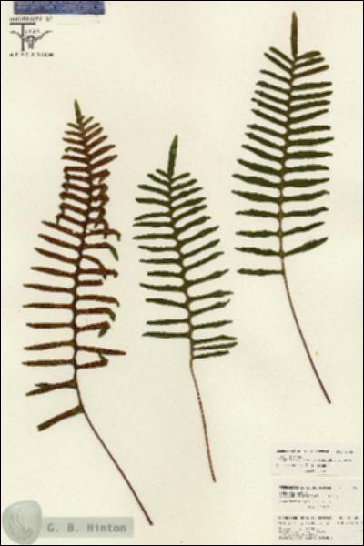 URN_catalog_HBHinton_herbarium_26058.jpg.jpg