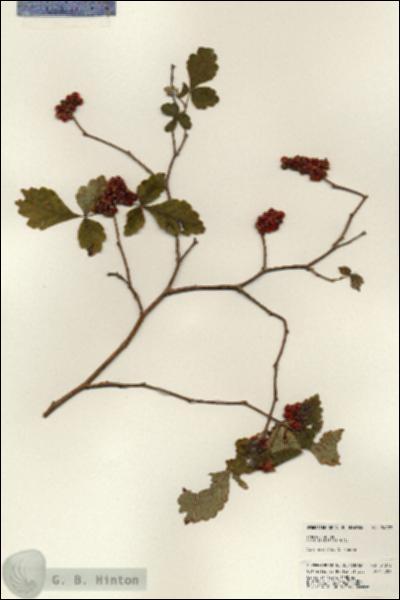 URN_catalog_HBHinton_herbarium_24072.jpg.jpg
