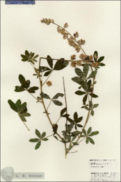 URN_catalog_HBHinton_herbarium_24910.jpg.jpg