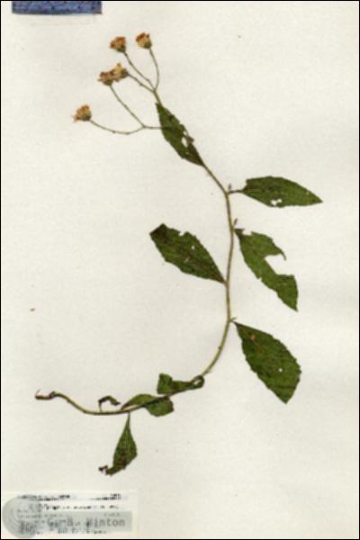 URN_catalog_HBHinton_herbarium_20553.jpg.jpg