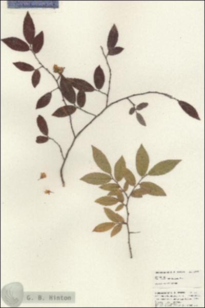 URN_catalog_HBHinton_herbarium_24891.jpg.jpg