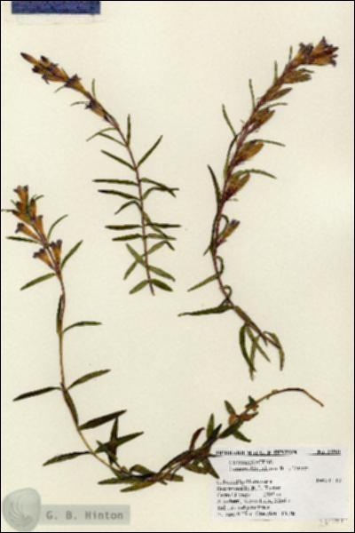 URN_catalog_HBHinton_herbarium_23961.jpg.jpg
