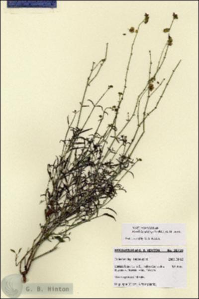URN_catalog_HBHinton_herbarium_28720.jpg.jpg