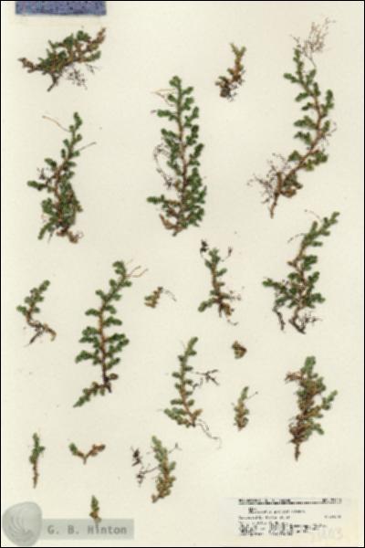 URN_catalog_HBHinton_herbarium_21403.jpg.jpg
