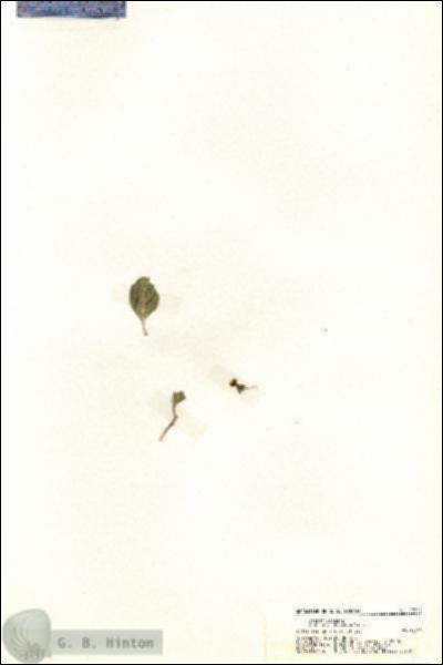 URN_catalog_HBHinton_herbarium_19704.jpg.jpg