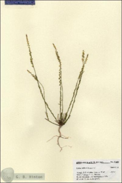 URN_catalog_HBHinton_herbarium_27409.jpg.jpg