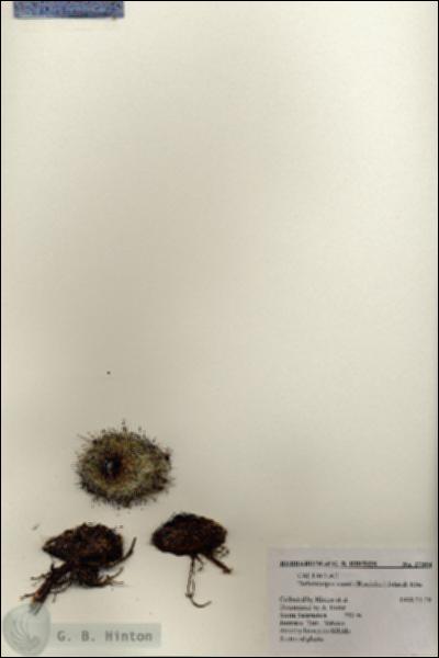 URN_catalog_HBHinton_herbarium_27354.jpg.jpg