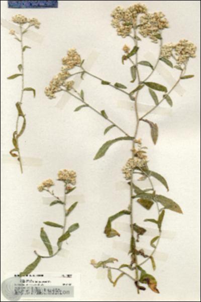 URN_catalog_HBHinton_herbarium_20027.jpg.jpg