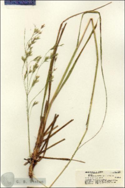 URN_catalog_HBHinton_herbarium_21344.jpg.jpg