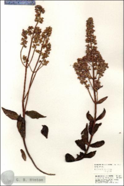 URN_catalog_HBHinton_herbarium_20777.jpg.jpg