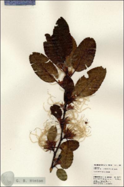 URN_catalog_HBHinton_herbarium_24089.jpg.jpg