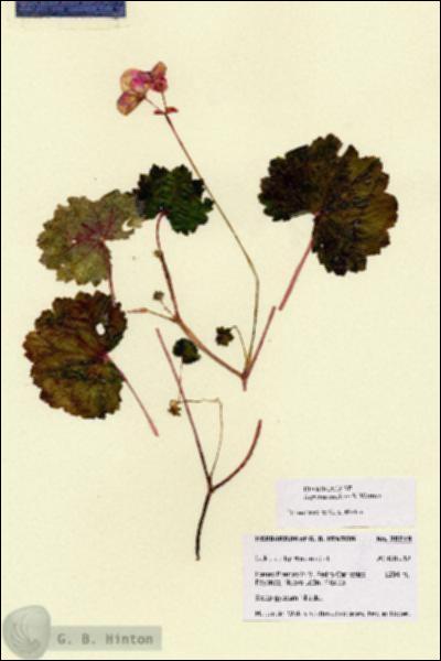URN_catalog_HBHinton_herbarium_28719.jpg.jpg